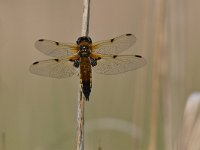 Libellula quadrimaculata 89, Viervlek, Saxifraga-Luuk Vermeer