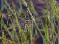 Libellula quadrimaculata 9, Viervlek, Saxifraga-Kees Marijnissen