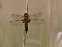 Libellula quadrimaculata 90, Viervlek, Saxifraga-Luuk Vermeer