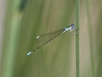 Nehalennia speciosa, Sedgling