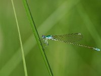 Nehalennia speciosa 2, Dwergjuffer, Vlinderstichting-Jaap Bouwman