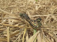 Onychogomphus forcipatus, Green-eyed Hook-tailed Dragonfly