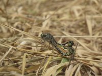 Onychogomphus forcipatus 7, Kleine tanglibel, Saxifraga-Rob Felix : Animalia, Arthropoda, Insecta, Odonata, animal, arthropod, dargonfly, dier, dieren, geleedpotige, geleedpotigen, insect, insecten, juffer, libel, libellen