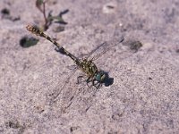 Onychogomphus forcipatus ssp forcipatus 6, Kleine tanglibel, male, Vlinderstichting-Antoin van der Heijden