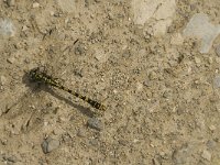 Onychogomphus uncatus, Blue-eyed Hook-tailed Dragonfly