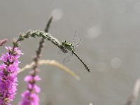 Ophiogomphus cecilia 1, Gaffellibel, Vlinderstichting-Tim Termaat