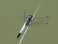 Orthetrum albistylum 2, Witpuntoeverlibel, Saxifraga-Willem Jan Hoeffnagel