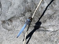 Orthetrum brunneum 13, Zuidelijke Oeverlibel, Saxifraga-Henk Baptist