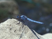 Orthetrum brunneum 4, Zuidelijke oeverlibel, male, Vlinderstichting-Harm Smeenk