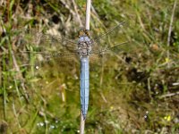 Orthetrum brunneum 6, Zuidelijke oeverlibel, Saxifraga-Willem Jan Hoeffnagel