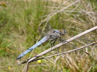 Orthetrum brunneum 7, Zuidelijke oeverlibel, Saxifraga-Willem Jan Hoeffnagel