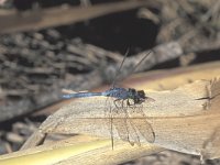 Orthetrum brunneum 8, Zuidelijke oeverlibel, Saxifraga-Frits Bink