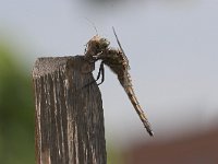 Orthetrum cancellatum, Black-lined Orthetrum