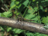 Orthetrum cancellatum 10, Gewone oeverlibel, male, Saxifraga-Robert Ketelaar