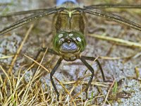 Orthetrum cancellatum 12, Gewone oeverlibel, Saxifraga-Ab H Baas