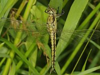 Gewone oeverlibel #48703 : Orthetrum cancellatum, Black-tailed Skimmer, Gewone oeverlibel, female, fresh