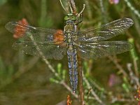 Gewone oeverlibel 353_13A : Orthetrum cancellatum, Black-tailed Skimmer, Gewone oeverlibel, female, old