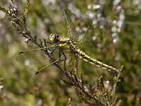 Orthetrum cancellatum 16, Gewone oeverlibel, Saxifraga-Ab H Baas