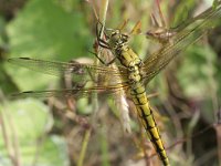 Orthetrum cancellatum 21, Gewone oeverlibel, Saxifraga-Rutger Barendse