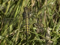 Orthetrum cancellatum 22, Gewone oeverlibel, female, Saxifraga-Jan van der Straaten