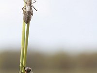 Orthetrum cancellatum 23, Gewone oeverlibel, Saxifraga-Mark Zekhuis