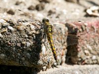 Orthetrum cancellatum 25, Gewone oeverlibel, Saxifraga-Bart Vastenhouw