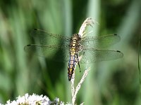 Orthetrum cancellatum 28, Gewone Oeverlibel, Saxifraga-Henk Baptist