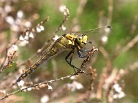 Orthetrum cancellatum 30, Gewone Oeverlibel, Saxifraga-Henk Baptist