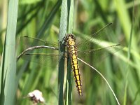 Orthetrum cancellatum 31, Gewone Oeverlibel, Saxifraga-Henk Baptist