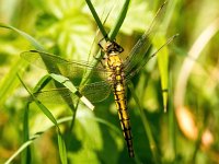 Orthetrum cancellatum 33, Gewone oeverlibel, Saxifraga-Bart Vastenhouw