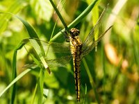 Orthetrum cancellatum 34, Gewone oeverlibel, Saxifraga-Bart Vastenhouw