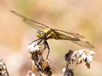 Orthetrum cancellatum 35, Gewone oeverlibel, Saxifraga-Bart Vastenhouw