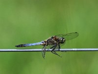 Orthetrum cancellatum 38, Gewone oeverlibel, Saxifraga-Hans Dekker