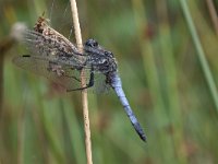 Orthetrum cancellatum 39, Gewone oeverlibel, Saxifraga-Luuk Vermeer