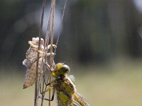 Orthetrum cancellatum 4, Gewone oeverlibel, Saxifraga-Mark Zekhuis