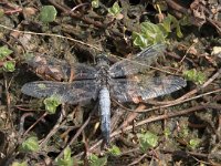 Orthetrum cancellatum 44, Gewone oeverlibel, Saxifraga-Willem van Kruijsbergen