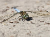 Orthetrum cancellatum 47, Gewone oeverlibel, Saxifraga-Tom Heijnen