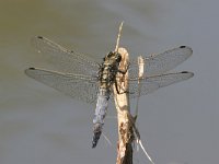 Orthetrum cancellatum 8, Gewone oeverlibel, male, Saxifraga-Jaap Schelvis