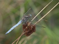 Orthetrum coerulescens, Keeled Orthetrum