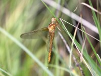 Orthetrum coerulescens 10, Beekoeverlibel, Saxifraga-Henk Baptist