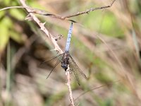 Orthetrum coerulescens 11, Beekoeverlibel, Saxifraga-Henk Baptist