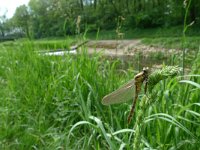 Orthetrum coerulescens 3, Beekoeverlibel, Saxifraga-Mark Zekhuis