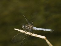 Orthetrum coerulescens 6, Beekoeverlibel, Saxifraga-Jan van der Straaten