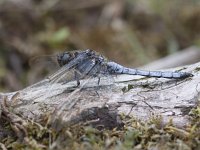 Orthetrum coerulescens 7, Beekoeverlibel, Saxifraga-Mark Zekhuis