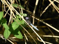 Orthetrum coerulescens 8, Beekoeverlibel, Saxifraga-Dirk Hilbers