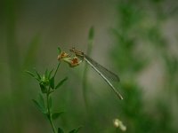 Platycnemis latipes, White Featherleg