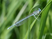 Platycnemis pennipes 11, Blauwe breedscheenjuffer, male, Vlinderstichting-Tim Termaat