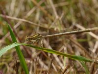 Platycnemis pennipes 13, Blauwe breedscheenjuffer, Saxifraga-Rudmer Zwerver