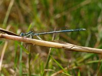 Platycnemis pennipes 14, Blauwe breedscheenjuffer, Saxifraga-Rudmer Zwerver