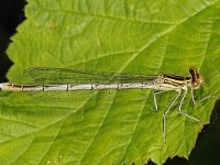 Blauwe breedscheenjuffer #47825 : Blauwe breedscheenjuffer, Platycnemis pennipes